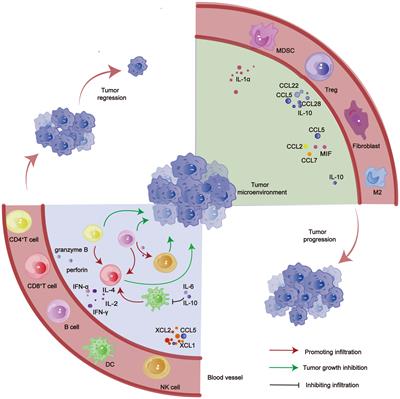 Key oncogenic signaling pathways affecting tumor-infiltrating lymphocytes infiltration in hepatocellular carcinoma: basic principles and recent advances